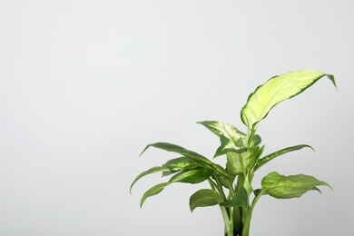 Photo of Beautiful Dieffenbachia home plant on grey background, space for text