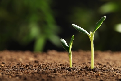 Little green seedlings growing in soil against blurred background, closeup view. Space for text