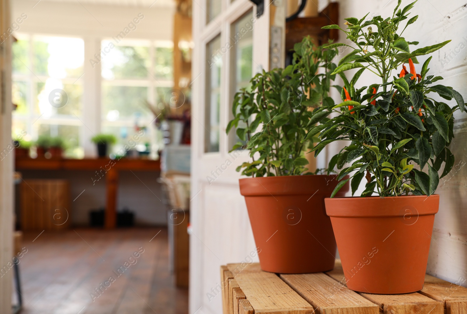 Photo of Potted home plants on wooden crate near shop, space for text