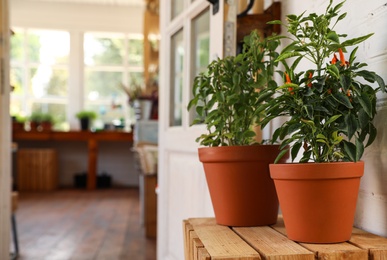 Potted home plants on wooden crate near shop, space for text