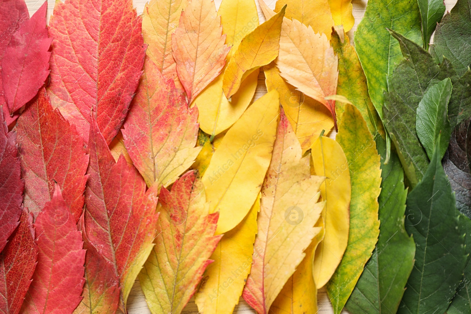 Photo of Colorful autumn leaves as background, top view