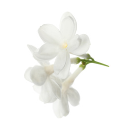 Photo of Beautiful fresh lilac blossom isolated on white