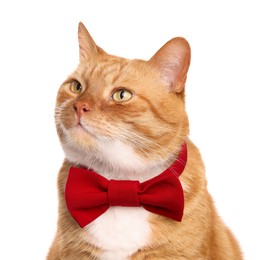Cute cat with red bow tie isolated on white