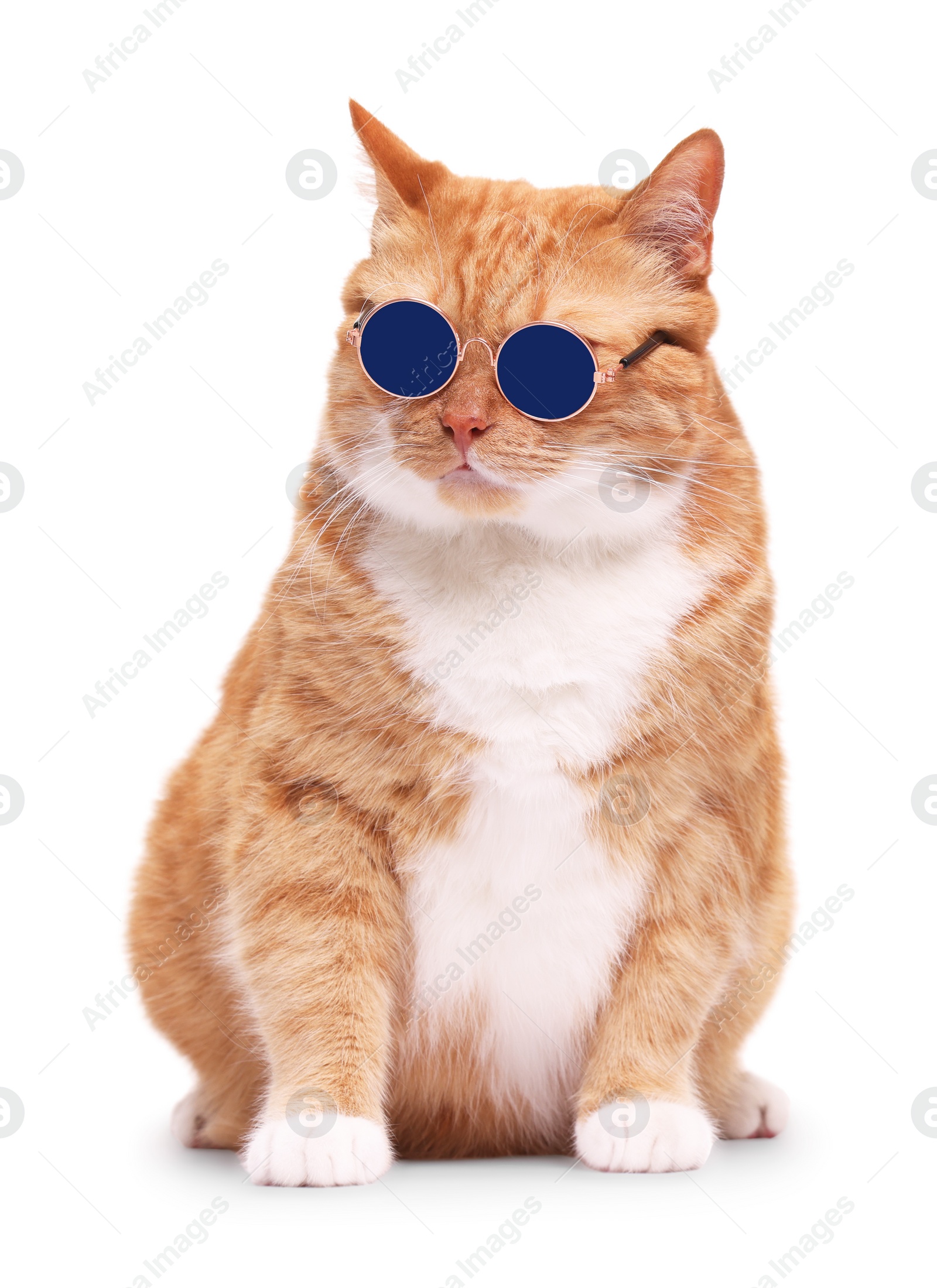 Photo of Cute ginger cat in stylish sunglasses on white background