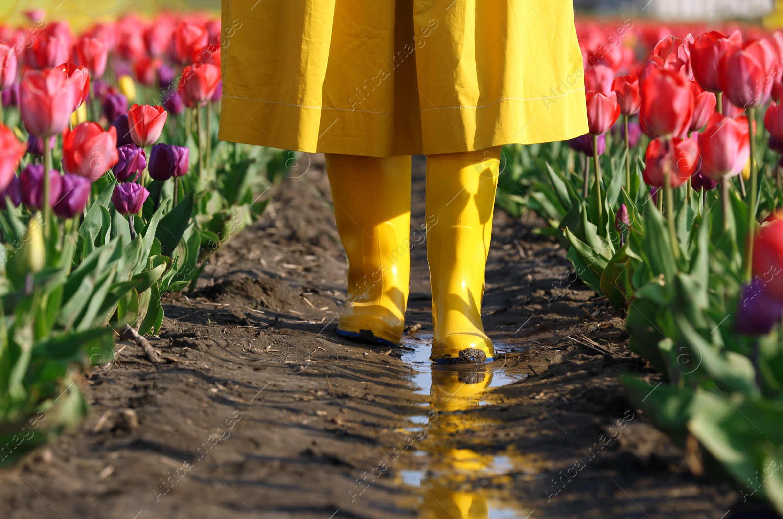 Photo of Woman in rubber boots walking across field with beautiful tulips after rain, closeup