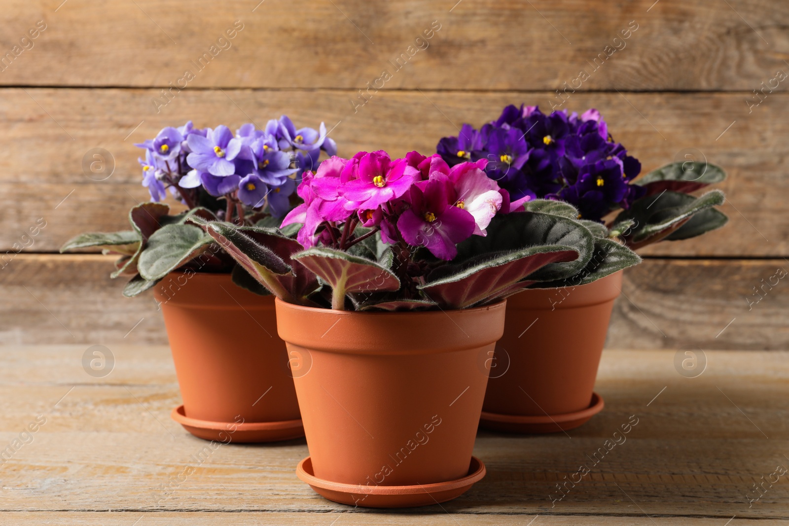 Photo of Beautiful potted violets on wooden table. Plants for house decor