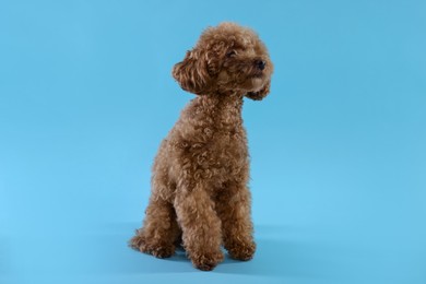 Photo of Cute Maltipoo dog on light blue background. Lovely pet