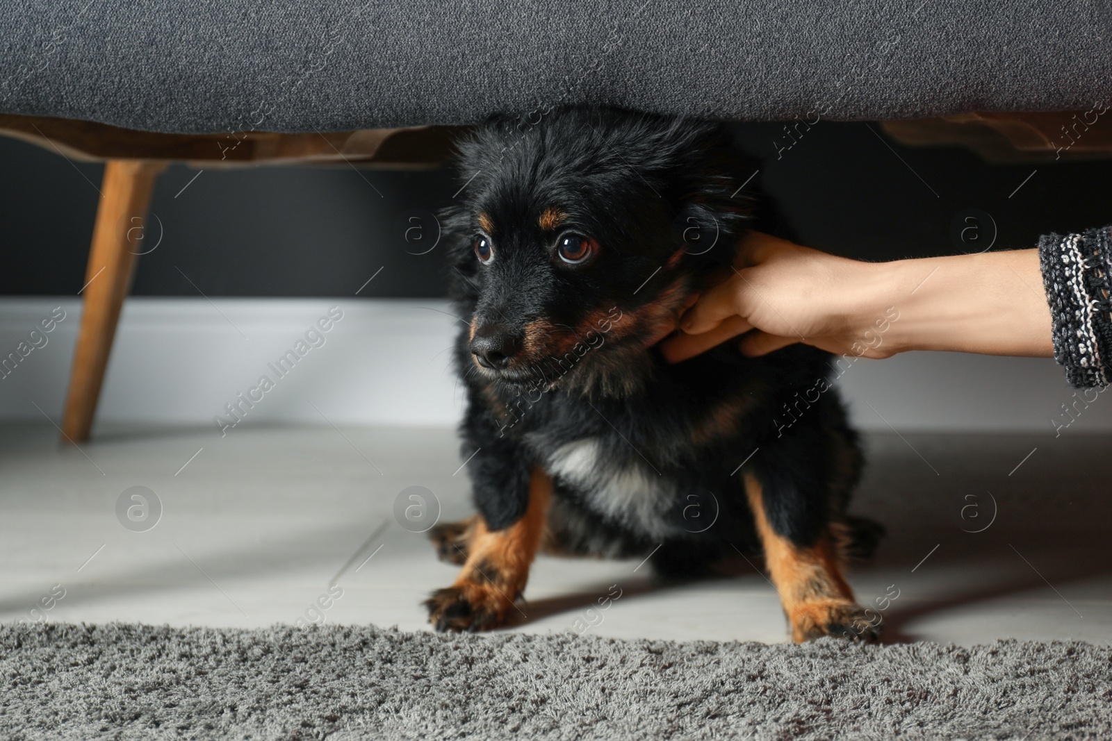 Photo of Woman hurting dog at home, closeup. Domestic violence against pets