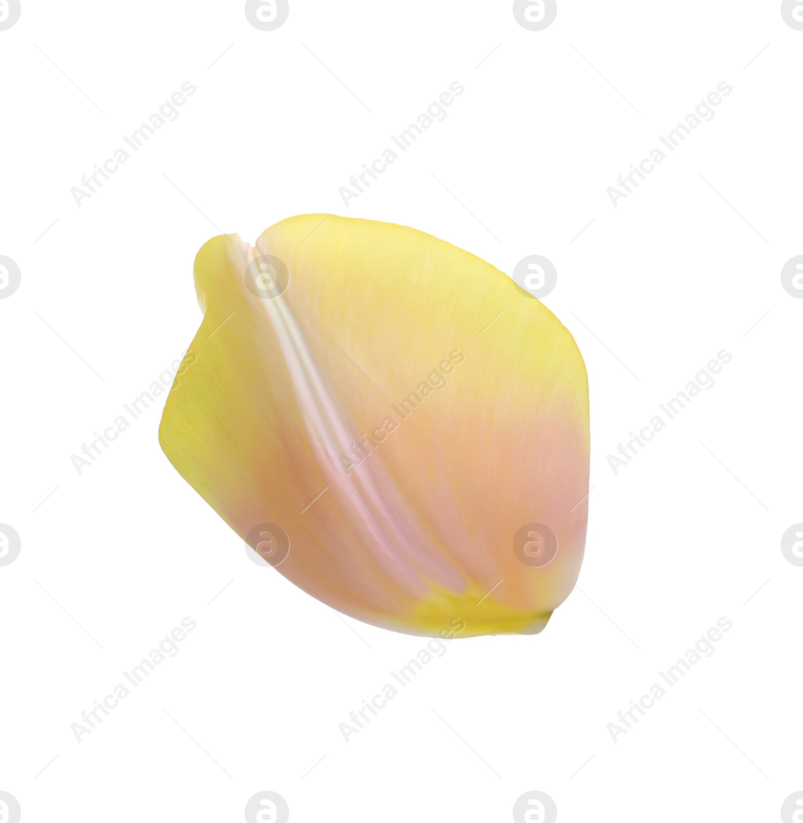 Photo of Beautiful fresh tulip petal isolated on white