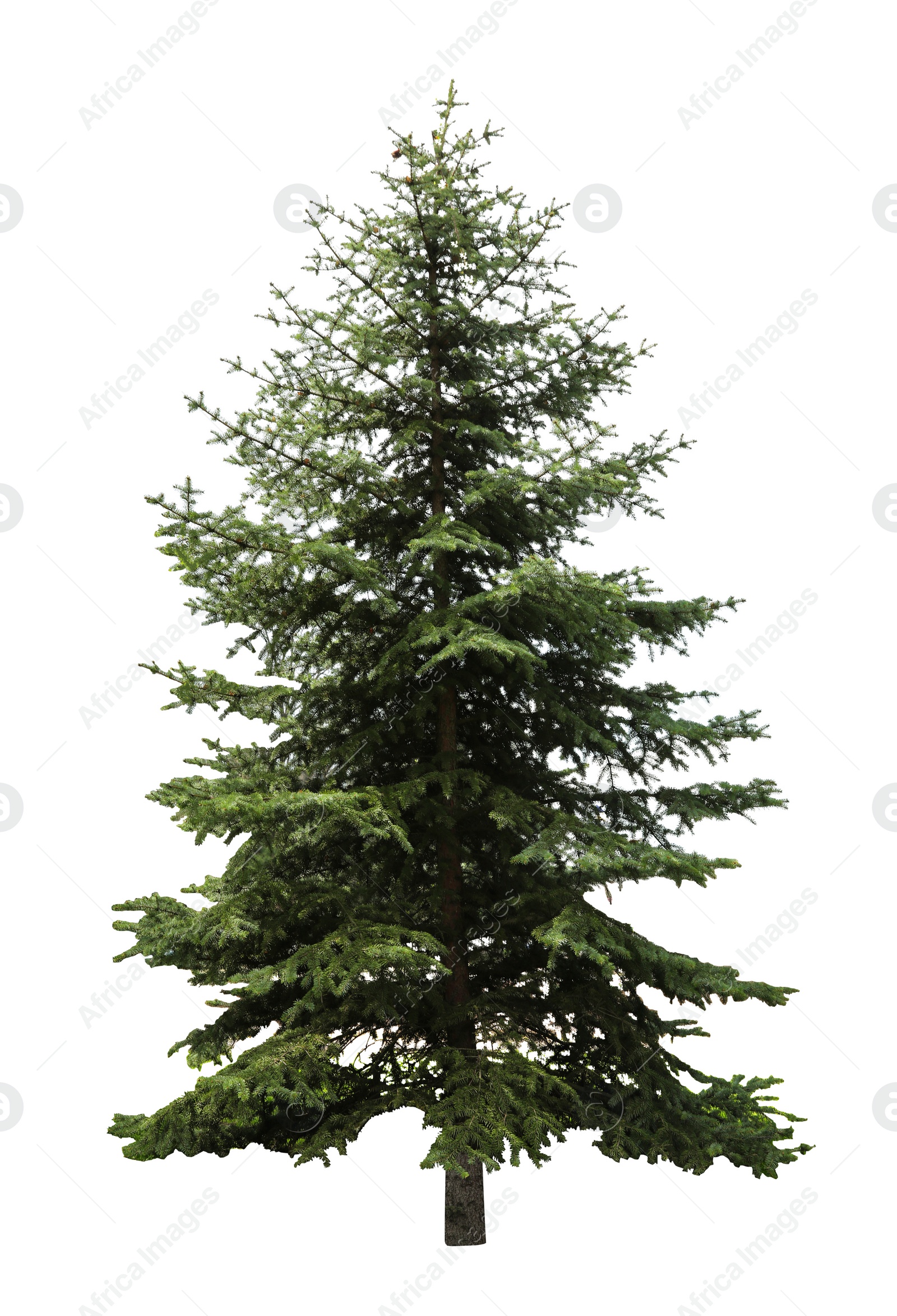 Image of Beautiful evergreen fir tree on white background