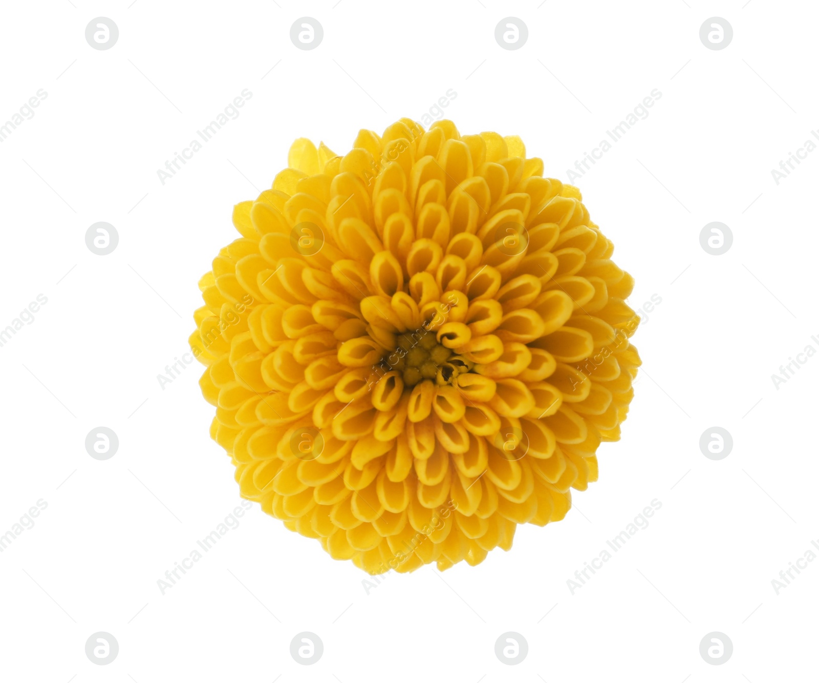 Photo of Beautiful yellow chrysanthemum flower isolated on white