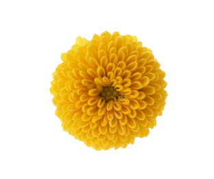 Beautiful yellow chrysanthemum flower isolated on white