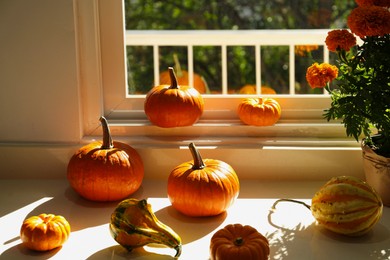 Many whole ripe pumpkins and potted flowers on windowsill indoors