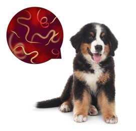 Cute dog and illustration of helminths under microscope on white background. Parasites in animal