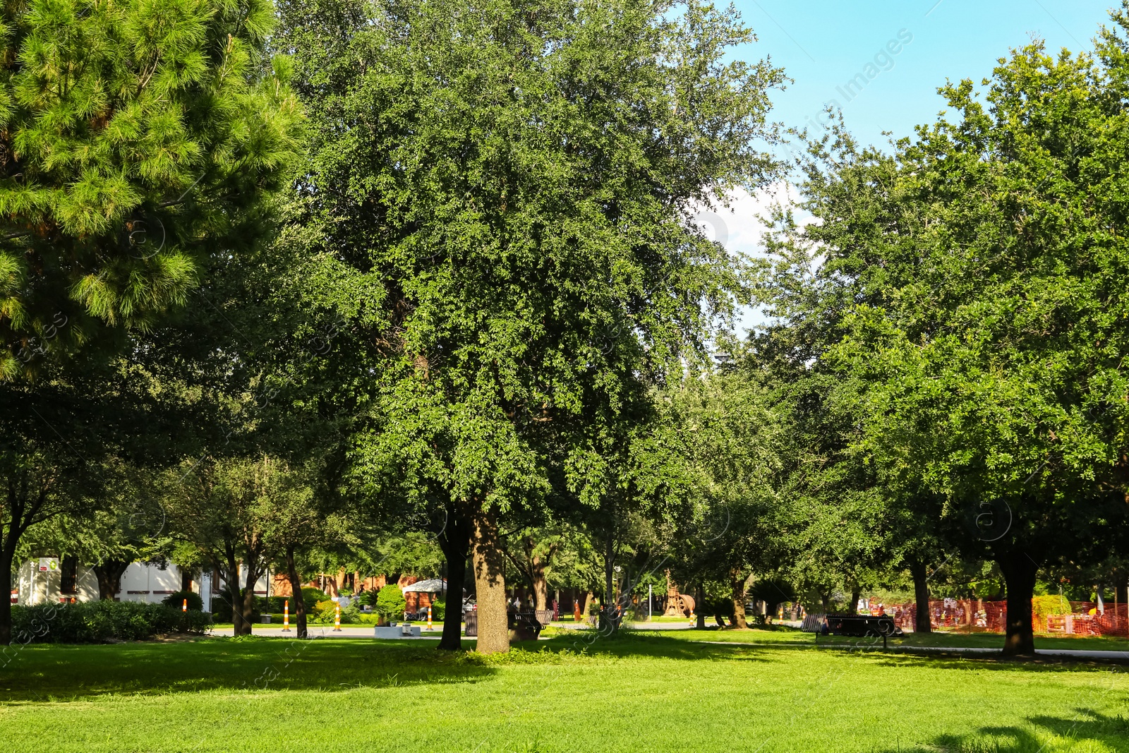 Photo of Beautiful green trees and lawn in park on sunny day