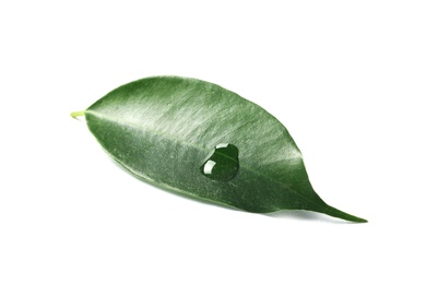 Photo of Green leaf with water drop isolated on white