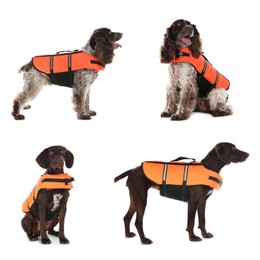 Image of Rescuer dogs in life vests on white background, collage