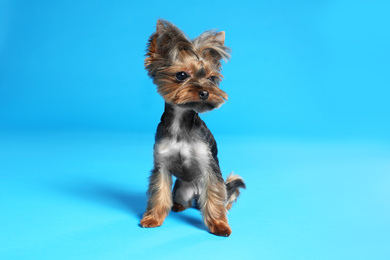Photo of Cute Yorkshire terrier dog on light blue background