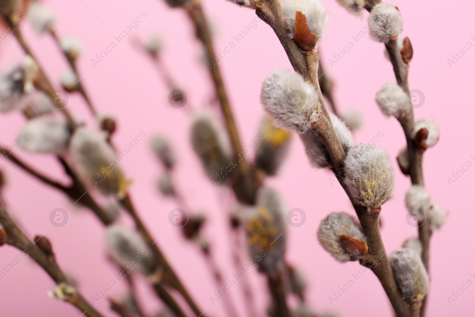 Photo of Beautiful blooming willow branches on pink background, closeup