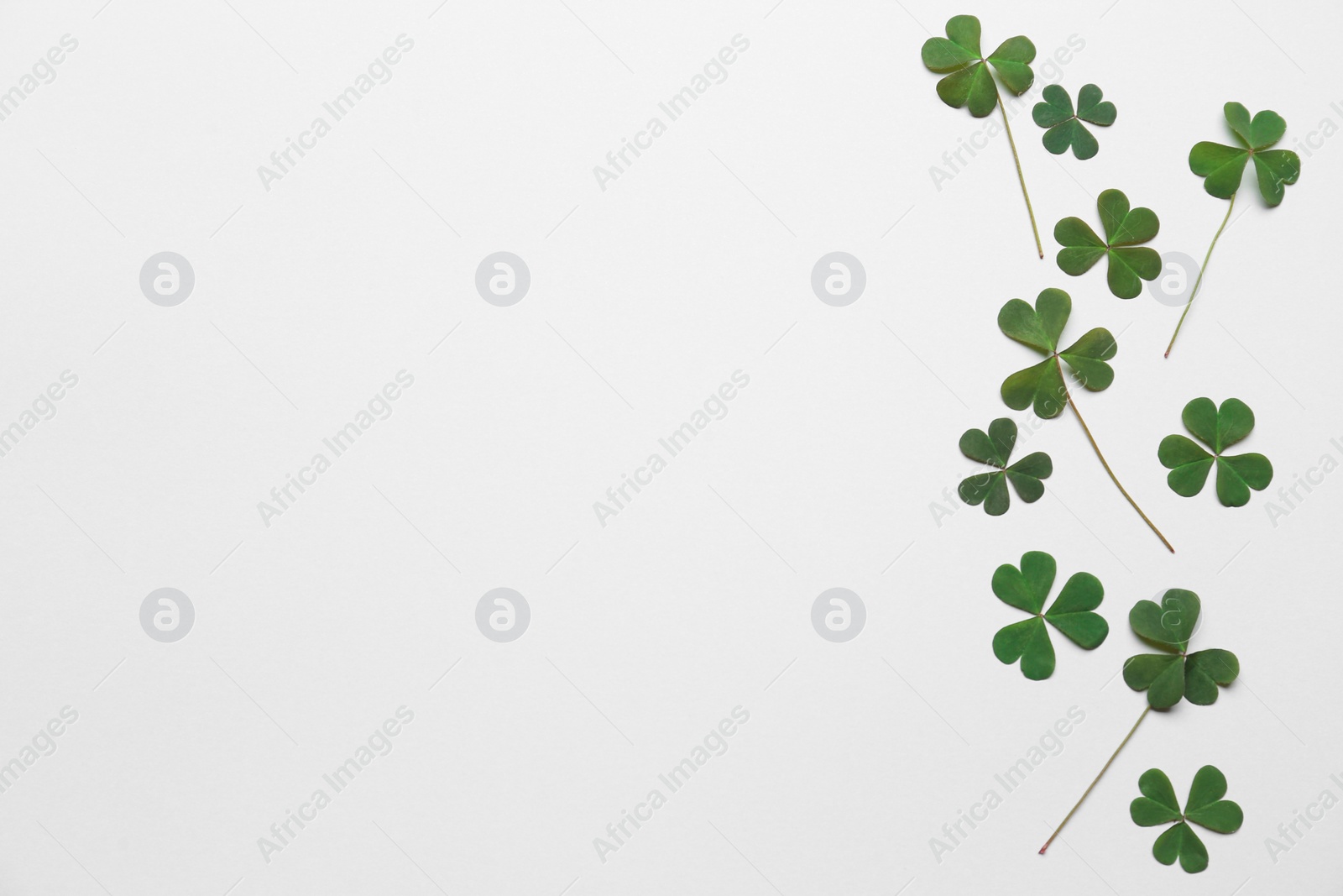 Photo of Beautiful clover on white background, top view