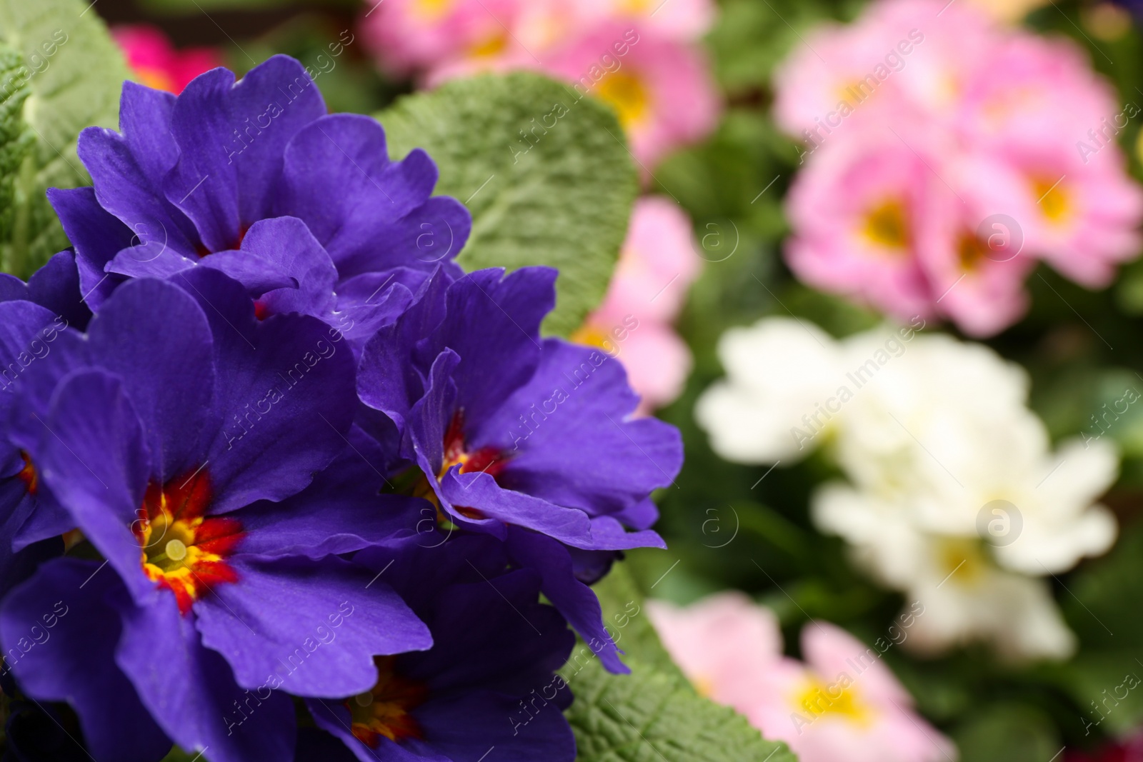 Photo of Beautiful primula (primrose) plant with purple flowers on blurred background, space for text. Spring blossom