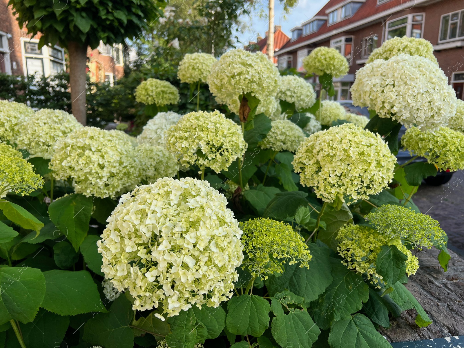 Photo of Beautiful hortensia plants with colorful flowers growing outdoors