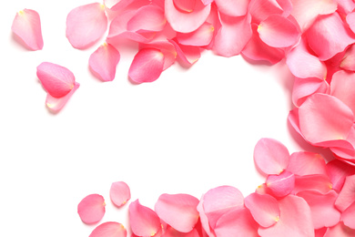 Fresh pink rose petals on white background, top view