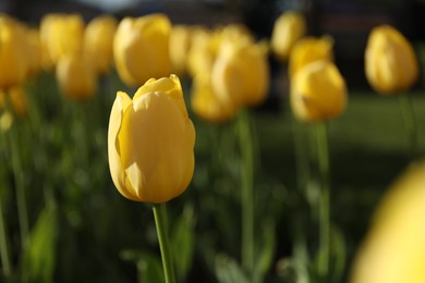 Photo of Beautiful yellow tulips growing outdoors on sunny day, closeup. Spring season