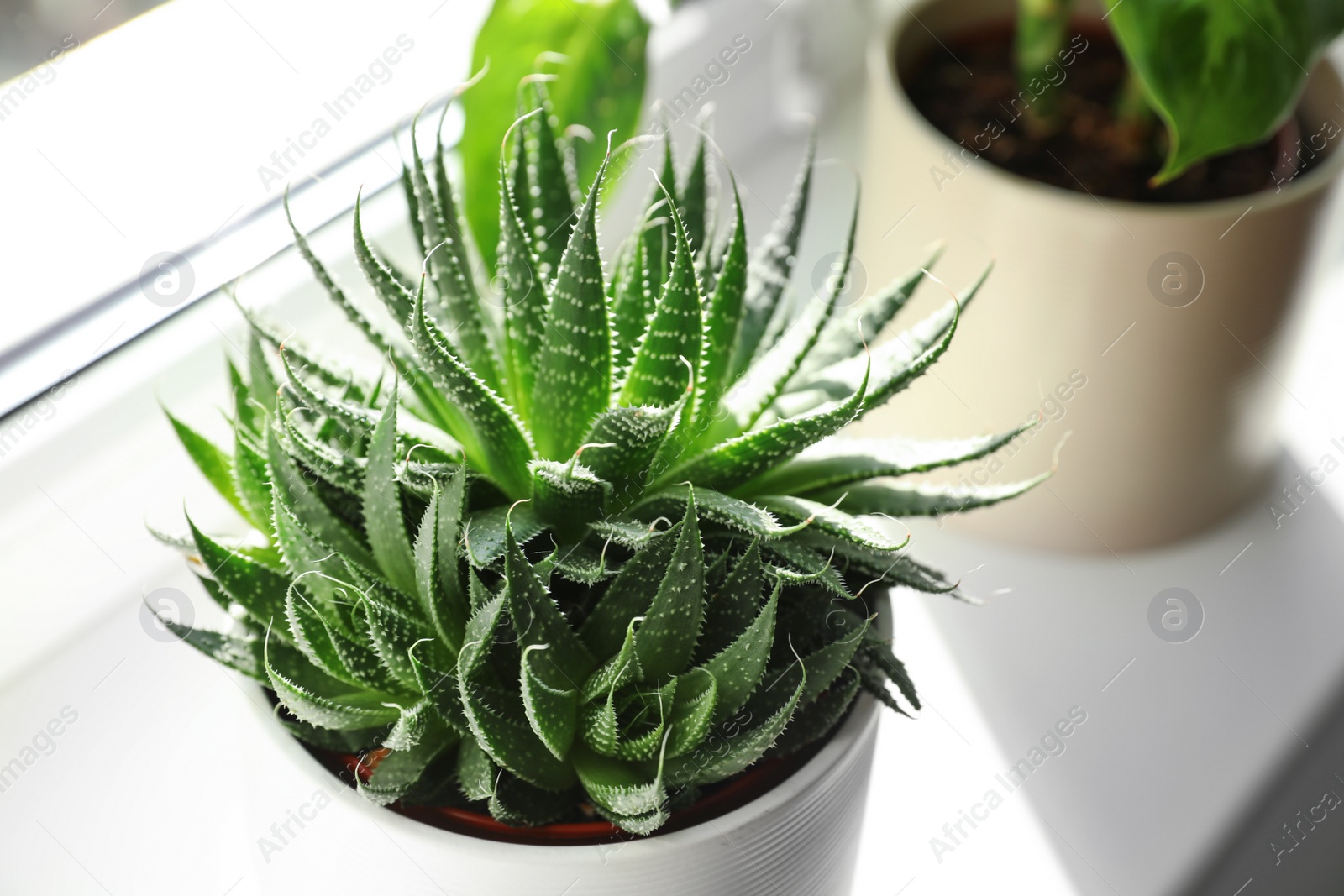 Photo of Beautiful succulent plant on windowsill at home