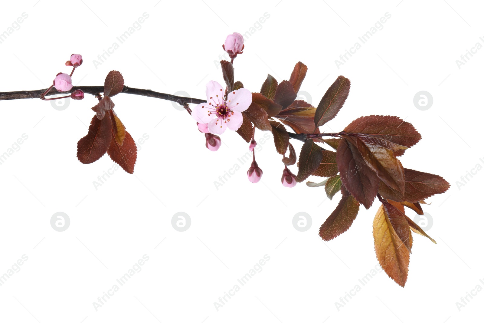 Photo of Tree branch with beautiful blossoms isolated on white. Spring season