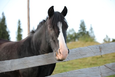 Photo of Beautiful horse near fence outdoors. Lovely domesticated pet