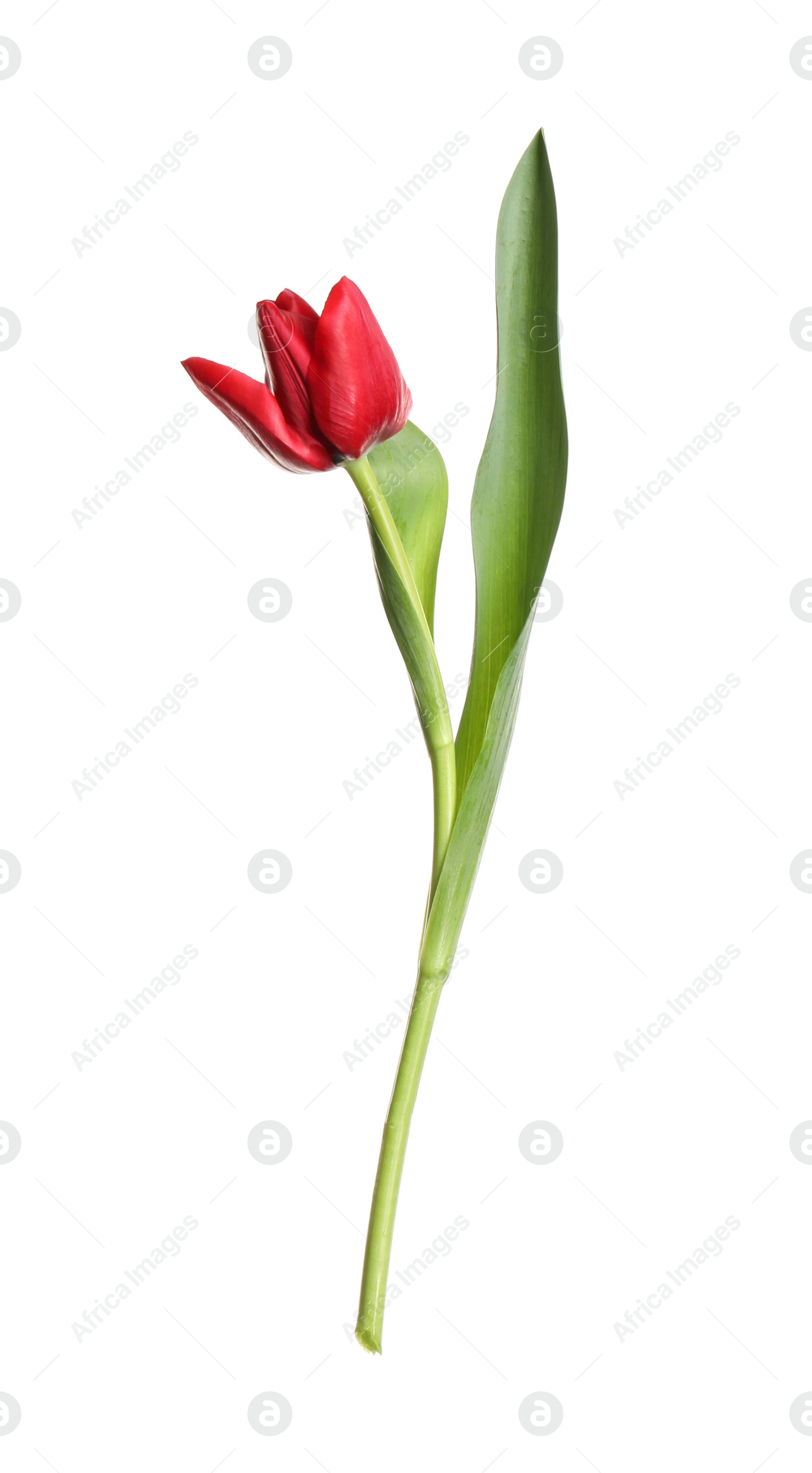 Photo of Beautiful tender spring tulip isolated on white