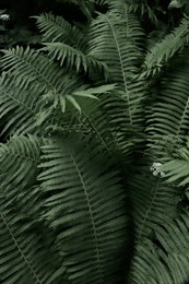 Beautiful fern with lush green leaves growing outdoors