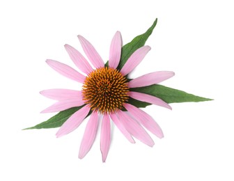 Photo of Beautiful blooming echinacea flower with leaves isolated on white, top view