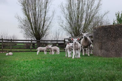 Cute funny sheep near wooden fence on green field