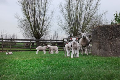 Photo of Cute funny sheep near wooden fence on green field