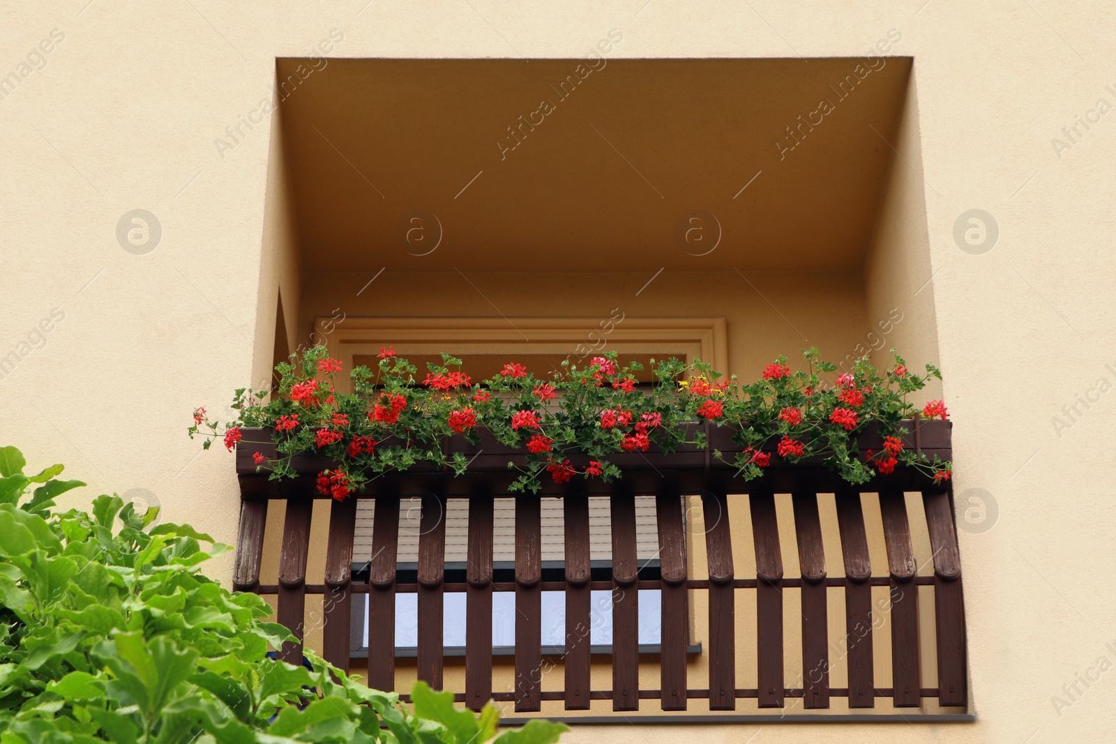 Photo of Wooden balcony decorated with beautiful red flowers