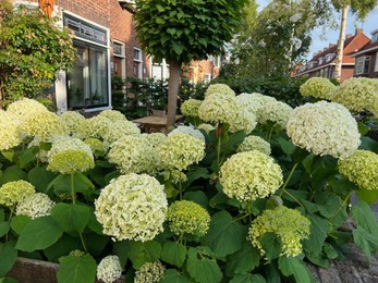 Photo of Beautiful hortensia plants with colorful flowers growing outdoors