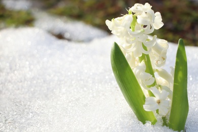 Beautiful white blooming hyacinth growing through snow outdoors, space for text. First spring flower