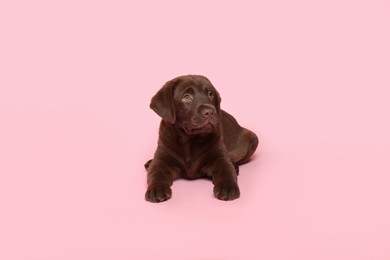 Photo of Cute chocolate Labrador Retriever puppy on pink background