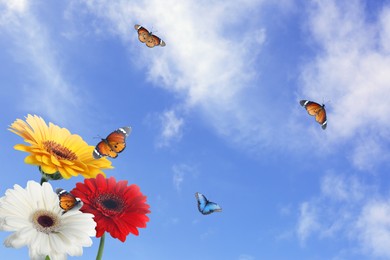 Image of Many colorful gerbera flowers and butterflies under blue sky on sunny day