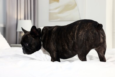 Photo of Adorable French Bulldog on bed indoors. Lovely pet