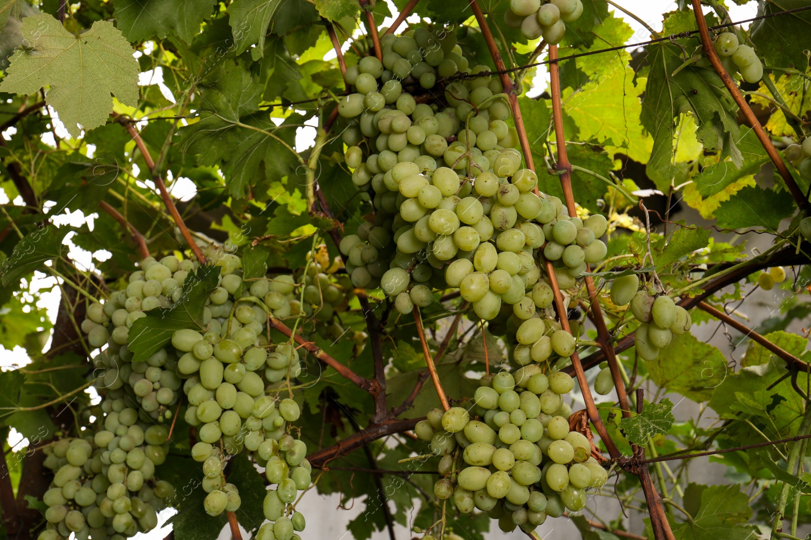 Photo of Delicious green grapes growing in vineyard, closeup