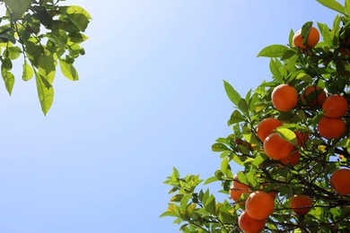 Bright green orange trees with fruits against blue sky on sunny day, view from below