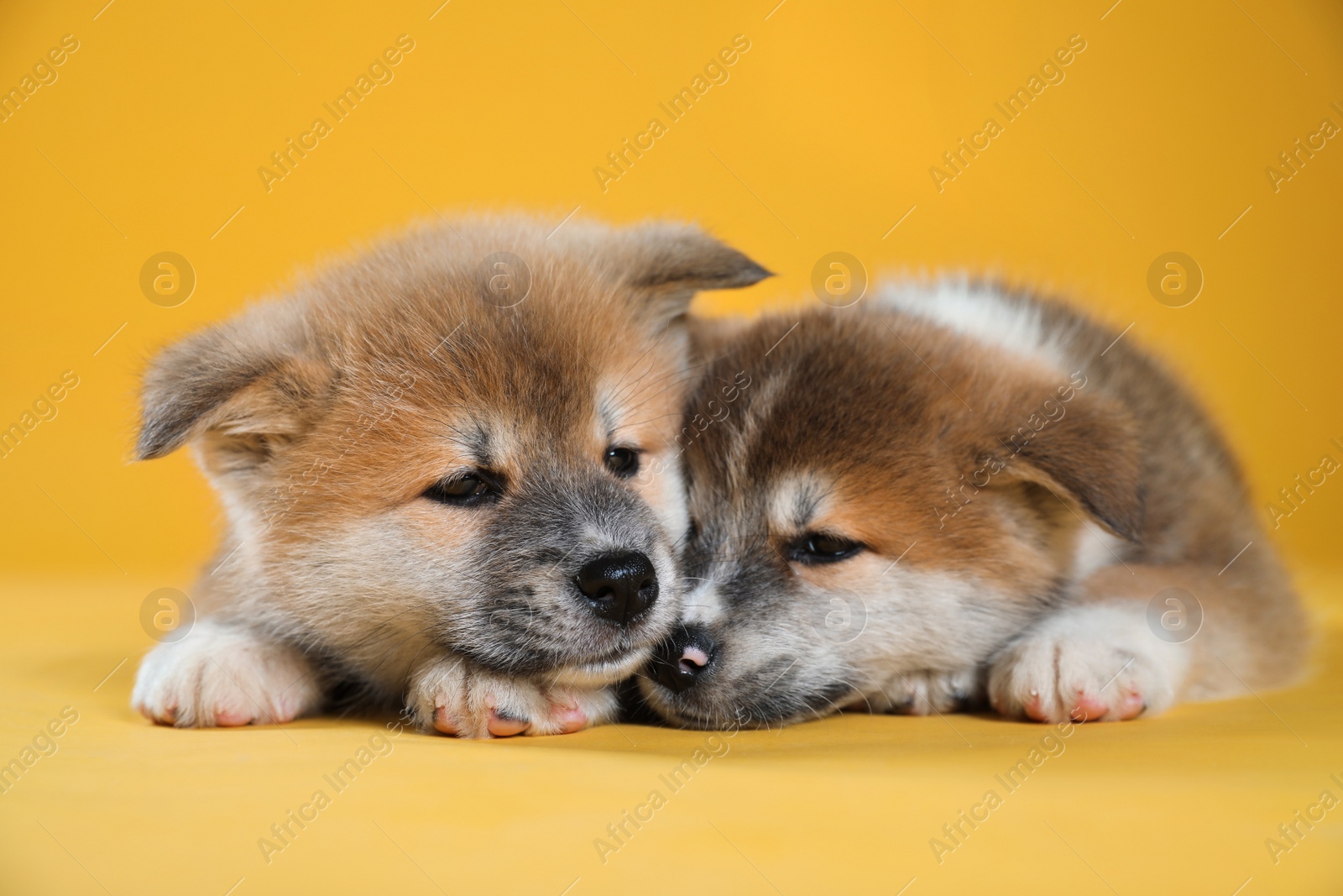 Photo of Adorable Akita Inu puppies on yellow background, closeup
