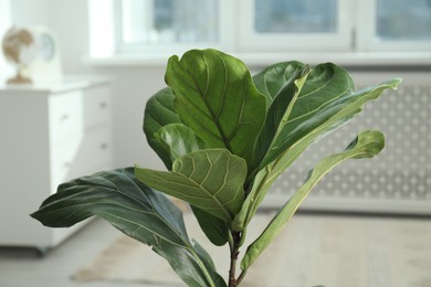 Photo of Fiddle Fig or Ficus Lyrata plant with green leaves at home, closeup