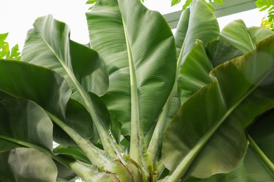 Photo of Beautiful banana tree with lush leaves growing in greenhouse, bottom view