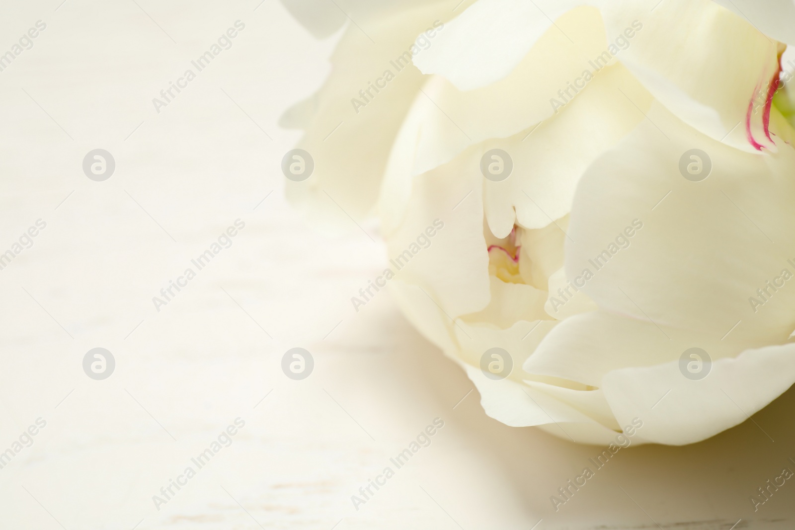Photo of Beautiful peony bud on white table, closeup. Space for text