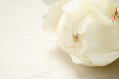Photo of Beautiful peony bud on white table, closeup. Space for text