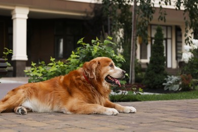 Beautiful golden retriever lying outdoors. Dog walking